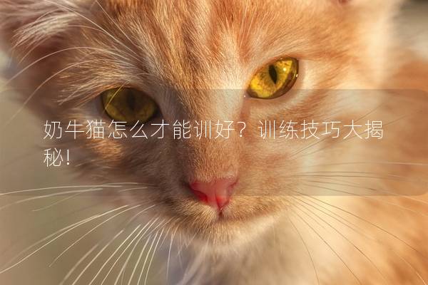 奶牛猫怎么才能训好？训练技巧大揭秘!