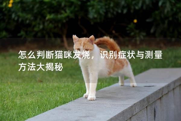 怎么判断猫咪发烧，识别症状与测量方法大揭秘