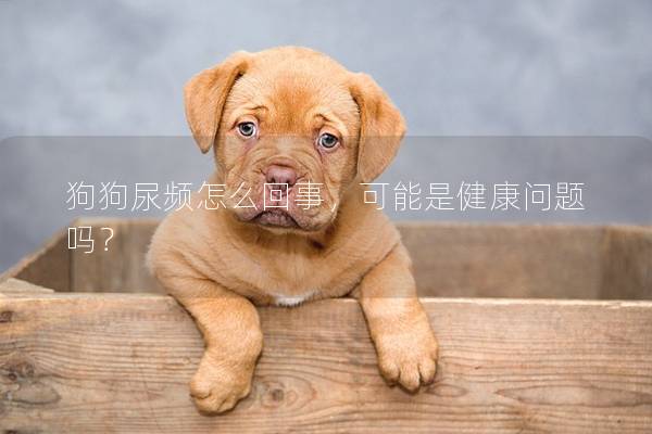 狗狗尿频怎么回事，可能是健康问题吗？