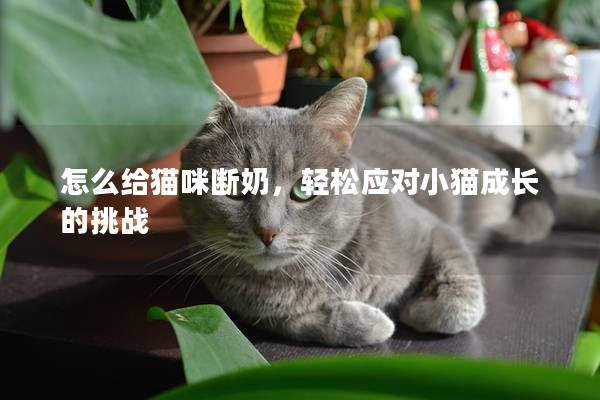 怎么给猫咪断奶，轻松应对小猫成长的挑战
