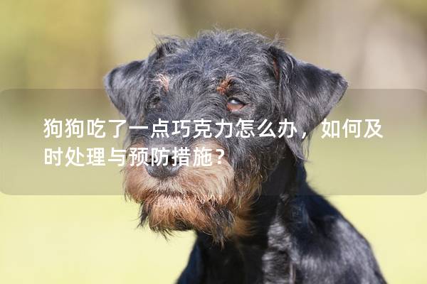 狗狗吃了一点巧克力怎么办，如何及时处理与预防措施？