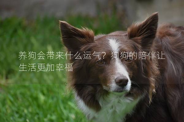 养狗会带来什么运气？狗狗的陪伴让生活更加幸福