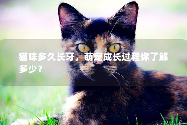 猫咪多久长牙，萌宠成长过程你了解多少？