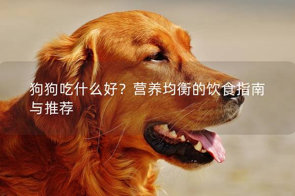狗狗吃什么好？营养均衡的饮食指南与推荐