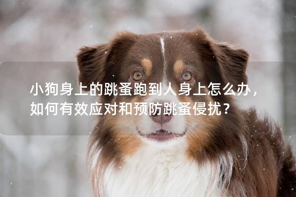 小狗身上的跳蚤跑到人身上怎么办，如何有效应对和预防跳蚤侵扰？