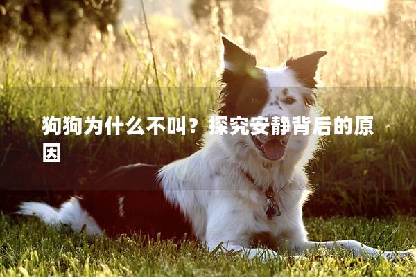 狗狗为什么不叫？探究安静背后的原因