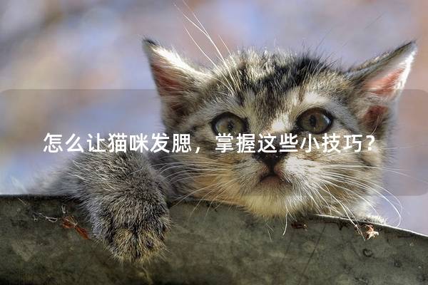 怎么让猫咪发腮，掌握这些小技巧？
