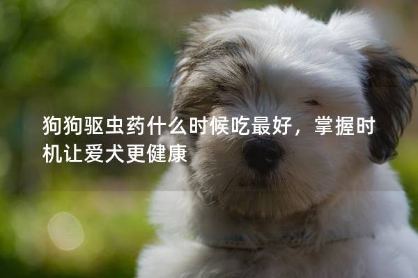 狗狗驱虫药什么时候吃最好，掌握时机让爱犬更健康