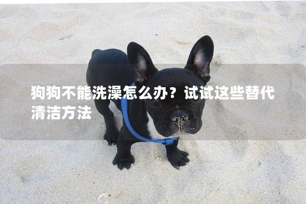 狗狗不能洗澡怎么办？试试这些替代清洁方法