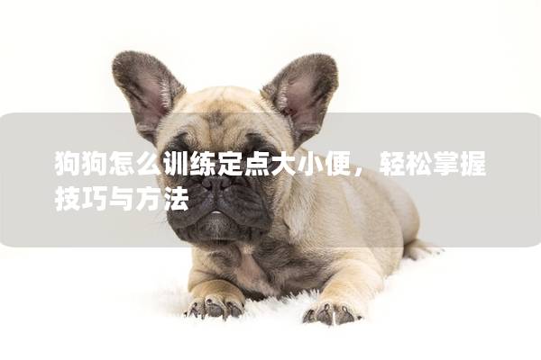 狗狗怎么训练定点大小便，轻松掌握技巧与方法