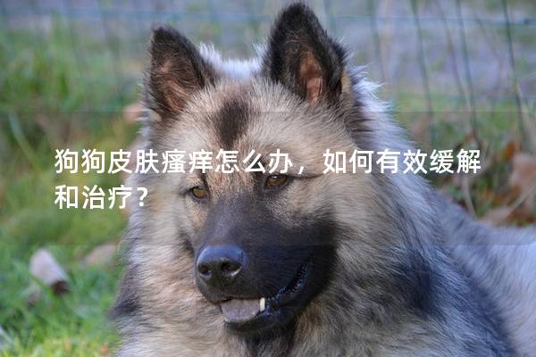 狗狗皮肤瘙痒怎么办，如何有效缓解和治疗？