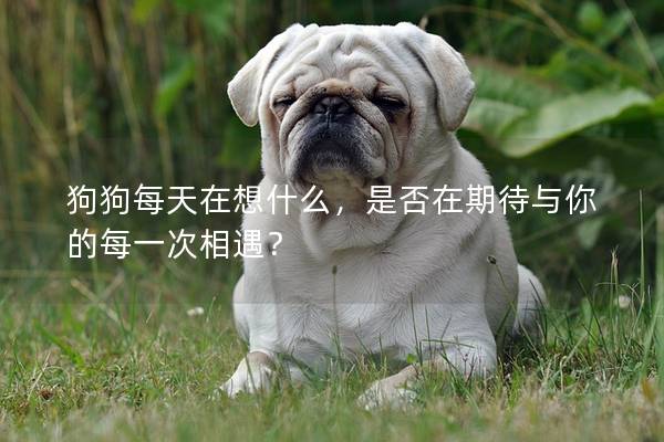 狗狗每天在想什么，是否在期待与你的每一次相遇？
