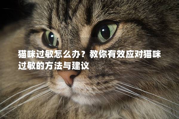 猫咪过敏怎么办？教你有效应对猫咪过敏的方法与建议