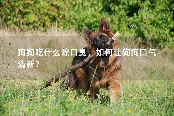 狗狗吃什么除口臭，如何让狗狗口气清新？