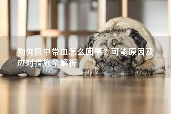 狗狗尿中带血怎么回事？可能原因及应对措施全解析