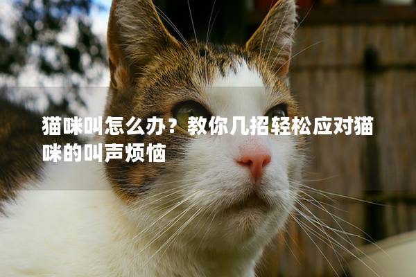 猫咪叫怎么办？教你几招轻松应对猫咪的叫声烦恼