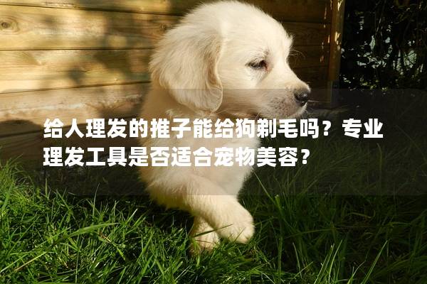 给人理发的推子能给狗剃毛吗？专业理发工具是否适合宠物美容？