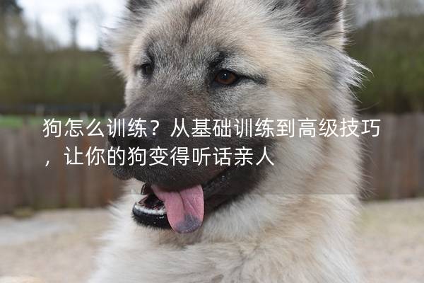 狗怎么训练？从基础训练到高级技巧，让你的狗变得听话亲人