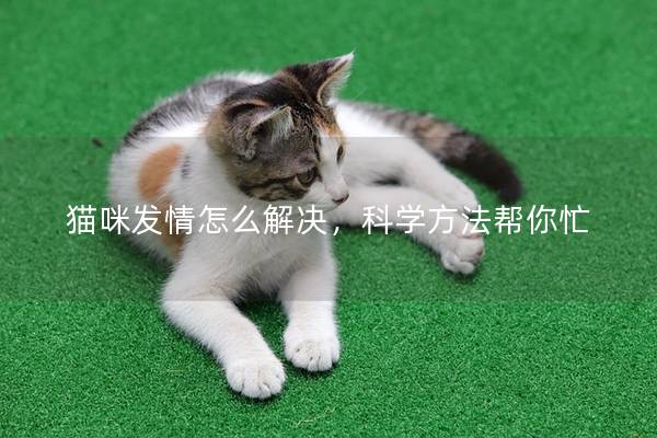 猫咪发情怎么解决，科学方法帮你忙