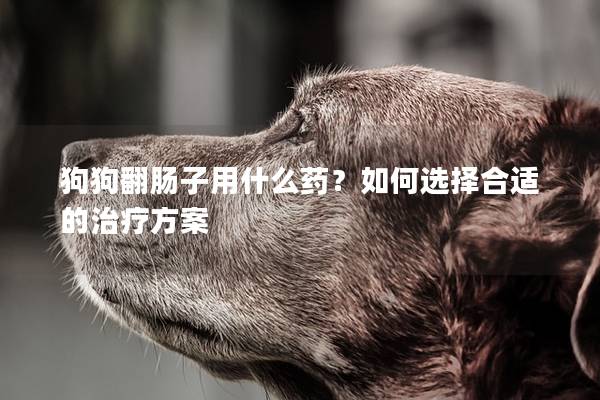 狗狗翻肠子用什么药？如何选择合适的治疗方案