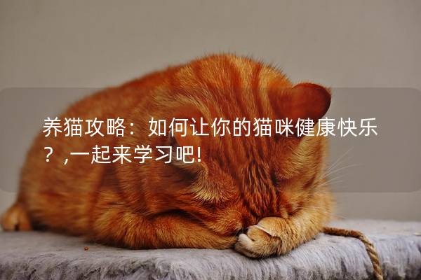 养猫攻略：如何让你的猫咪健康快乐？,一起来学习吧!