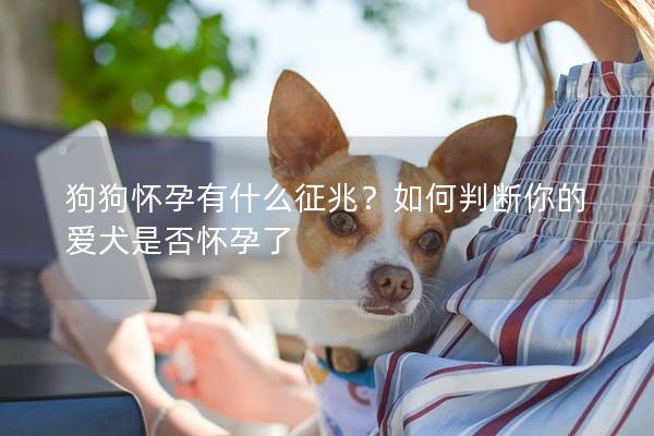 狗狗怀孕有什么征兆？如何判断你的爱犬是否怀孕了