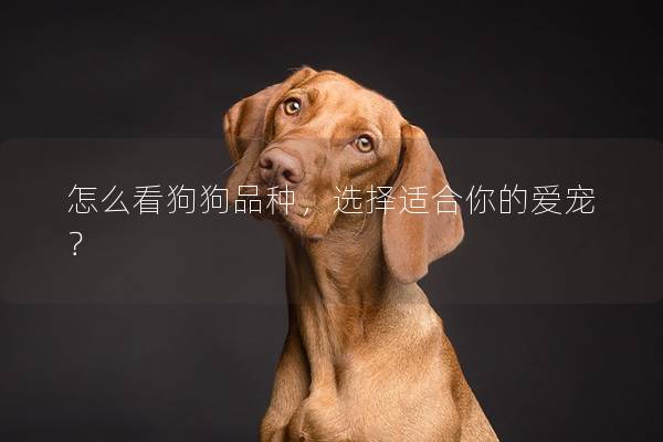 怎么看狗狗品种，选择适合你的爱宠？
