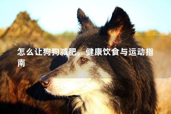 怎么让狗狗减肥，健康饮食与运动指南