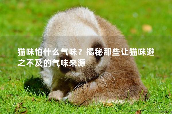 猫咪怕什么气味？揭秘那些让猫咪避之不及的气味来源