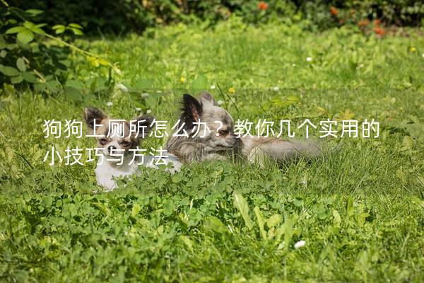 狗狗上厕所怎么办？教你几个实用的小技巧与方法