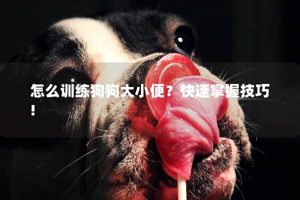 怎么训练狗狗大小便？快速掌握技巧!