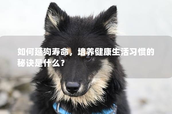 如何延狗寿命，培养健康生活习惯的秘诀是什么？