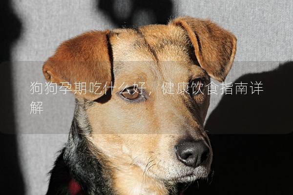 狗狗孕期吃什么好，健康饮食指南详解