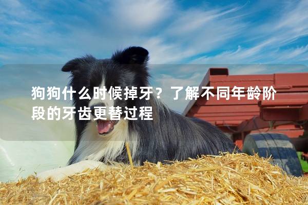 狗狗什么时候掉牙？了解不同年龄阶段的牙齿更替过程