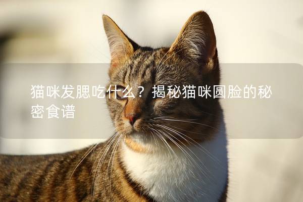 猫咪发腮吃什么？揭秘猫咪圆脸的秘密食谱