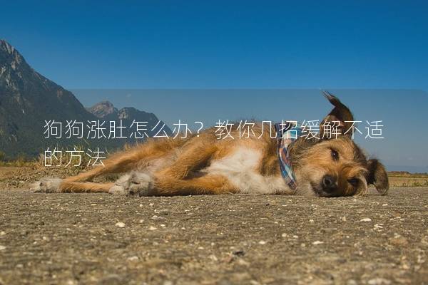 狗狗涨肚怎么办？教你几招缓解不适的方法