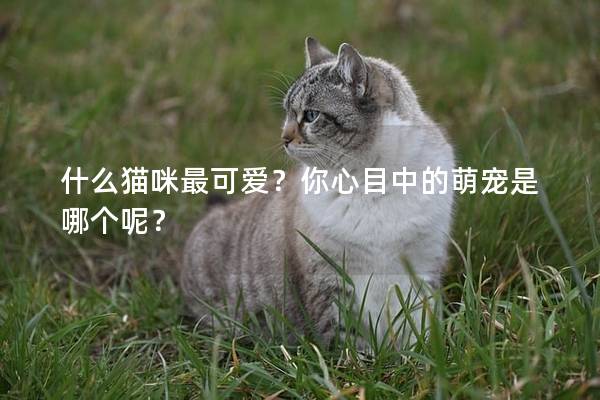 什么猫咪最可爱？你心目中的萌宠是哪个呢？