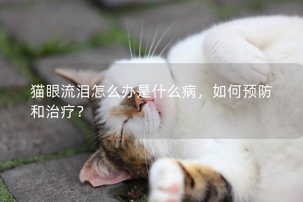 猫眼流泪怎么办是什么病，如何预防和治疗？