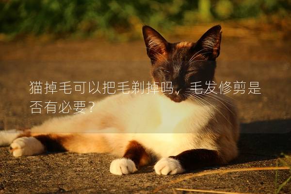猫掉毛可以把毛剃掉吗，毛发修剪是否有必要？