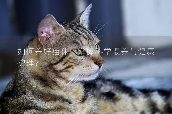 如何养好猫咪，掌握科学喂养与健康护理？