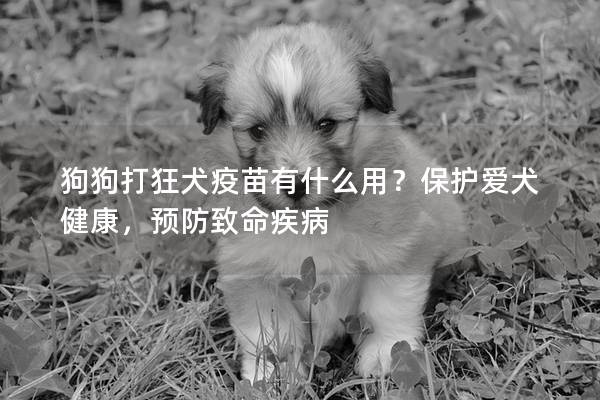 狗狗打狂犬疫苗有什么用？保护爱犬健康，预防致命疾病