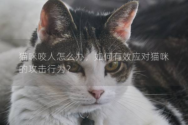 猫咪咬人怎么办，如何有效应对猫咪的攻击行为？
