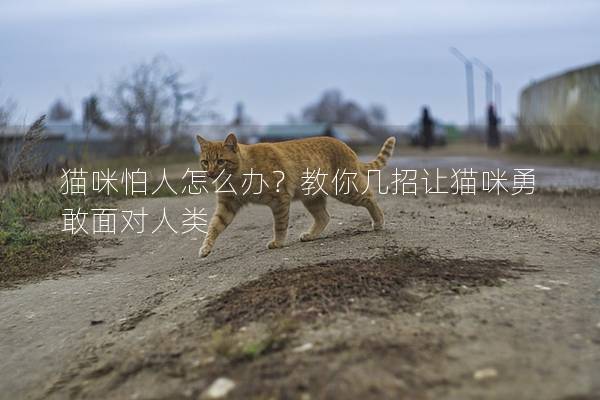 猫咪怕人怎么办？教你几招让猫咪勇敢面对人类