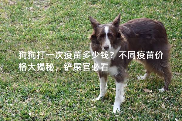 狗狗打一次疫苗多少钱？不同疫苗价格大揭秘，铲屎官必看