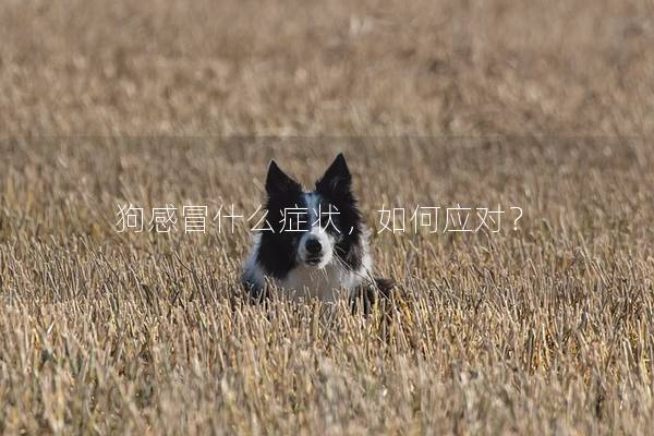 狗感冒什么症状，如何应对？
