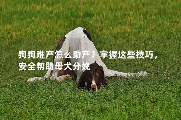 狗狗难产怎么助产？掌握这些技巧，安全帮助母犬分娩