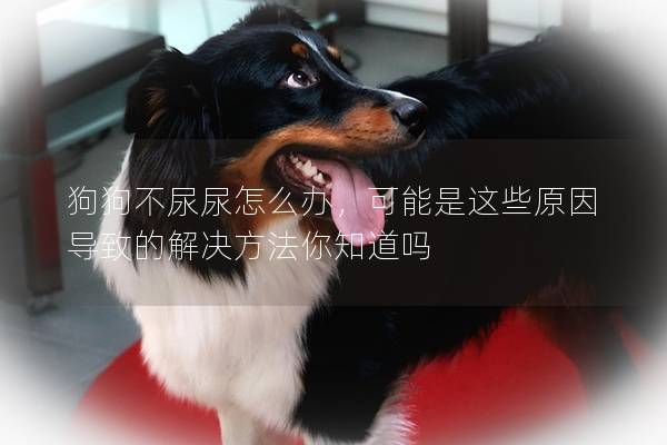 狗狗不尿尿怎么办，可能是这些原因导致的解决方法你知道吗