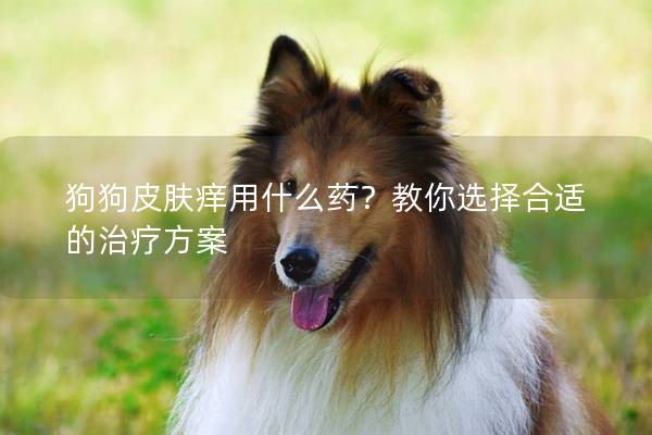 狗狗皮肤痒用什么药？教你选择合适的治疗方案