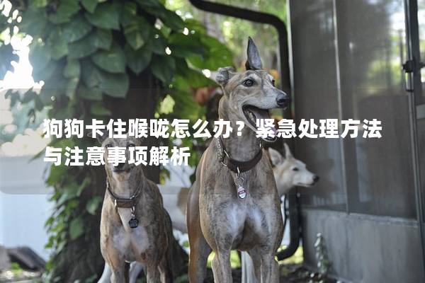 狗狗卡住喉咙怎么办？紧急处理方法与注意事项解析