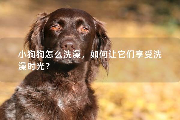小狗狗怎么洗澡，如何让它们享受洗澡时光？
